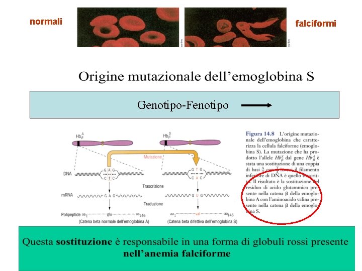 normali falciformi Genotipo-Fenotipo 