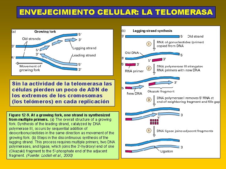 ENVEJECIMIENTO CELULAR: LA TELOMERASA Sin la actividad de la telomerasa las células pierden un