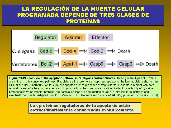 LA REGULACIÓN DE LA MUERTE CELULAR PROGRAMADA DEPENDE DE TRES CLASES DE PROTEÍNAS Figure