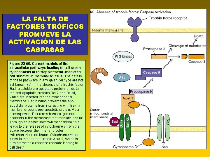 LA FALTA DE FACTORES TRÓFICOS PROMUEVE LA ACTIVACIÓN DE LAS CASPASAS Figure 23 -50.