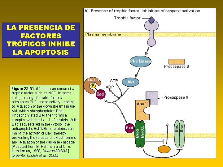 LA PRESENCIA DE FACTORES TRÓFICOS INHIBE LA APOPTOSIS Figure 23 -50. (b) In the