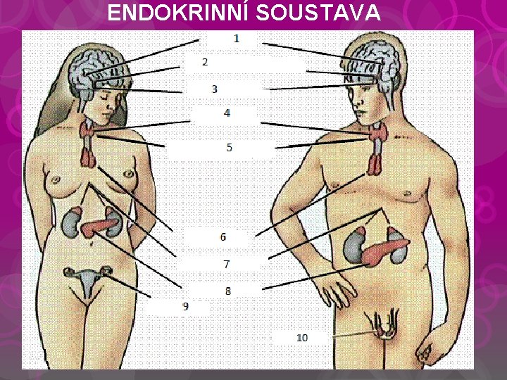 ENDOKRINNÍ SOUSTAVA 