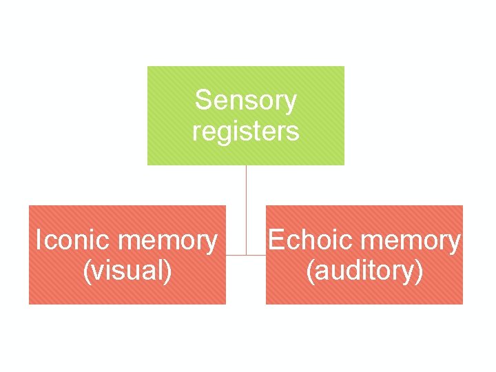 Sensory registers Iconic memory (visual) Echoic memory (auditory) 