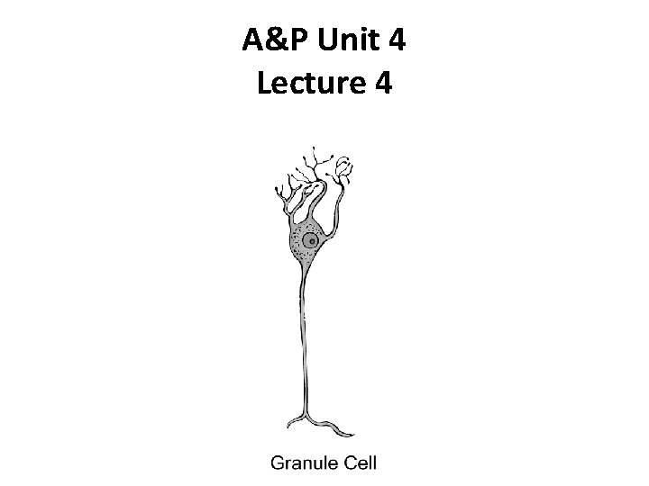 AP Unit 4 Lecture 4 External anatomy of