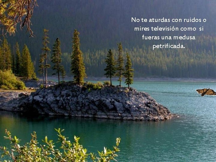 No te aturdas con ruidos o mires televisión como si fueras una medusa petrificada. No te aturdas con ruidos o mires televisión como si fueras una medusa petrificada.