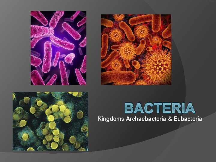 BACTERIA Kingdoms Archaebacteria & Eubacteria 