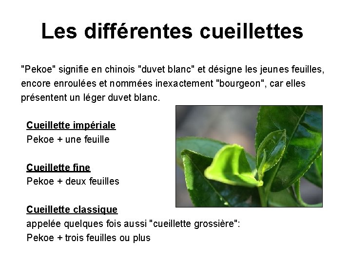 Les différentes cueillettes "Pekoe" signifie en chinois "duvet blanc" et désigne les jeunes feuilles,