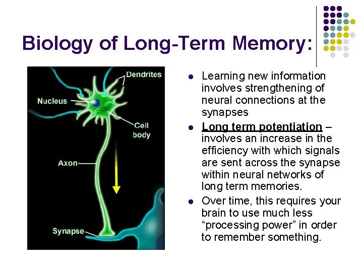 Biology of Long-Term Memory: l l l Learning new information involves strengthening of neural