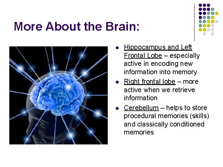 More About the Brain: l l l Hippocampus and Left Frontal Lobe – especially