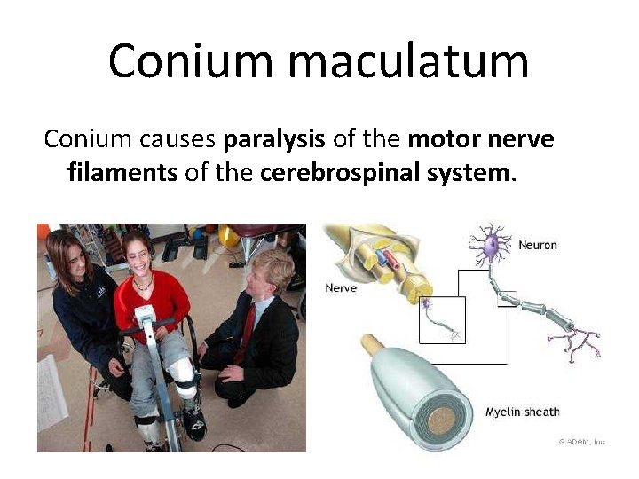 Conium maculatum Conium causes paralysis of the motor nerve filaments of the cerebrospinal system.