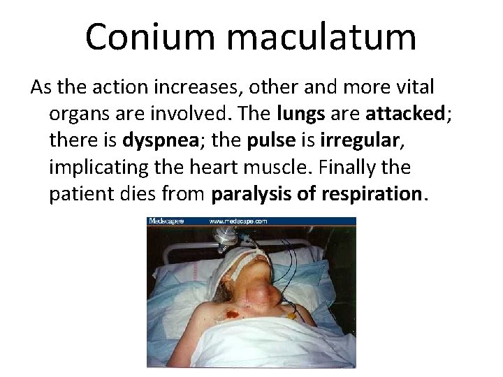 Conium maculatum As the action increases, other and more vital organs are involved. The