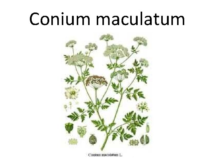 Conium maculatum 