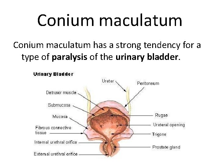 Conium maculatum has a strong tendency for a type of paralysis of the urinary