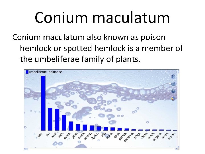 Conium maculatum also known as poison hemlock or spotted hemlock is a member of
