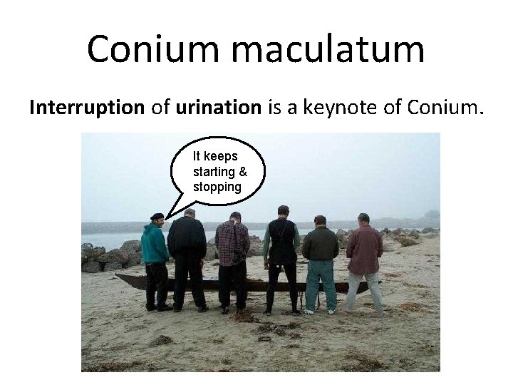 Conium maculatum Interruption of urination is a keynote of Conium. It keeps starting &