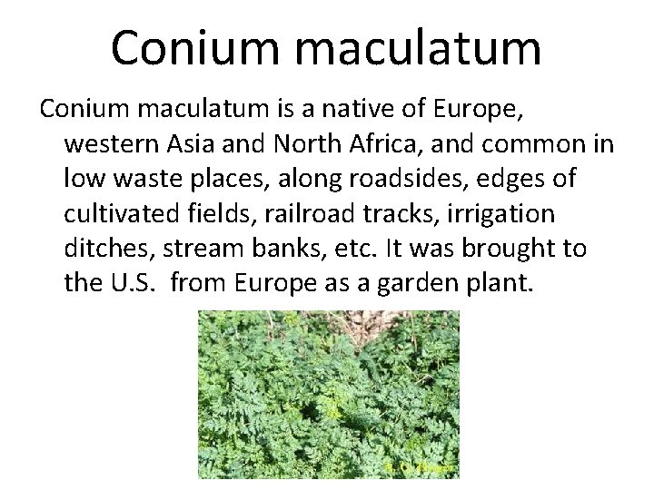 Conium maculatum is a native of Europe, western Asia and North Africa, and common