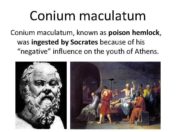 Conium maculatum, known as poison hemlock, was ingested by Socrates because of his “negative”
