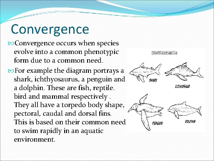 Convergence occurs when species evolve into a common phenotypic form due to a common