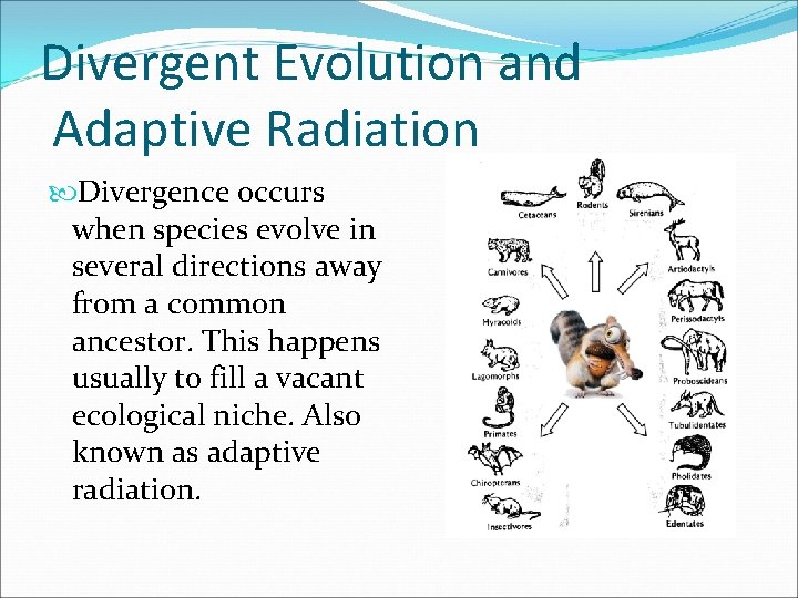 Divergent Evolution and Adaptive Radiation Divergence occurs when species evolve in several directions away