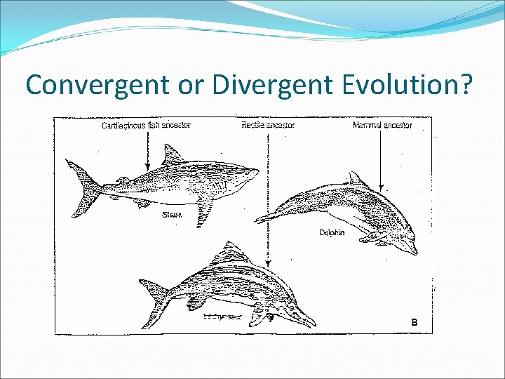 Convergent or Divergent Evolution? 
