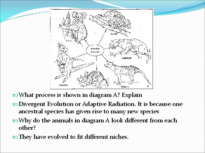  What process is shown in diagram A? Explain Divergent Evolution or Adaptive Radiation.