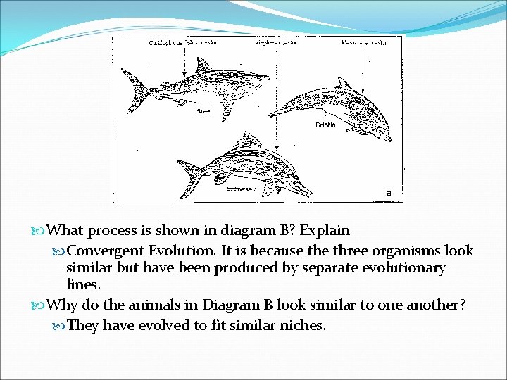  What process is shown in diagram B? Explain Convergent Evolution. It is because