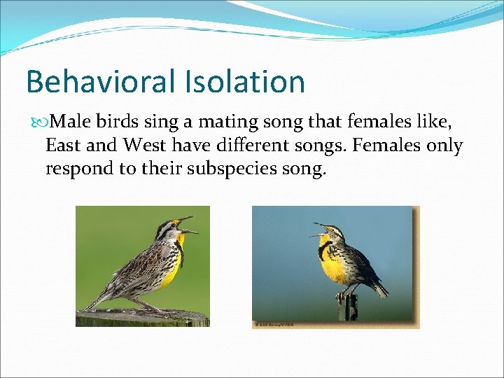 Behavioral Isolation Male birds sing a mating song that females like, East and West
