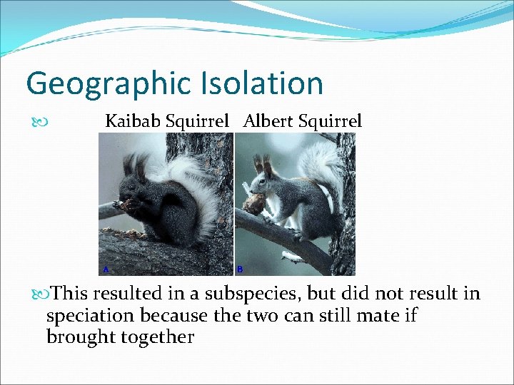 Geographic Isolation Kaibab Squirrel Albert Squirrel This resulted in a subspecies, but did not