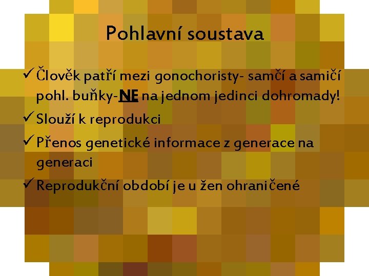 Pohlavní soustava ü Člověk patří mezi gonochoristy- samčí a samičí pohl. buňky-NE na jednom