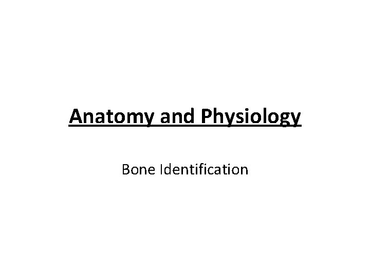 Anatomy and Physiology Bone Identification 