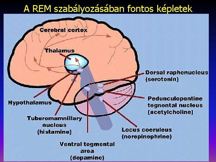 A REM szabályozásában fontos képletek 