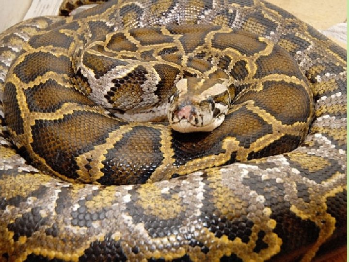 Action Verb “Makeover” The snake was under the porch. The snake waited under the Action Verb “Makeover” The snake was under the porch. The snake waited under the