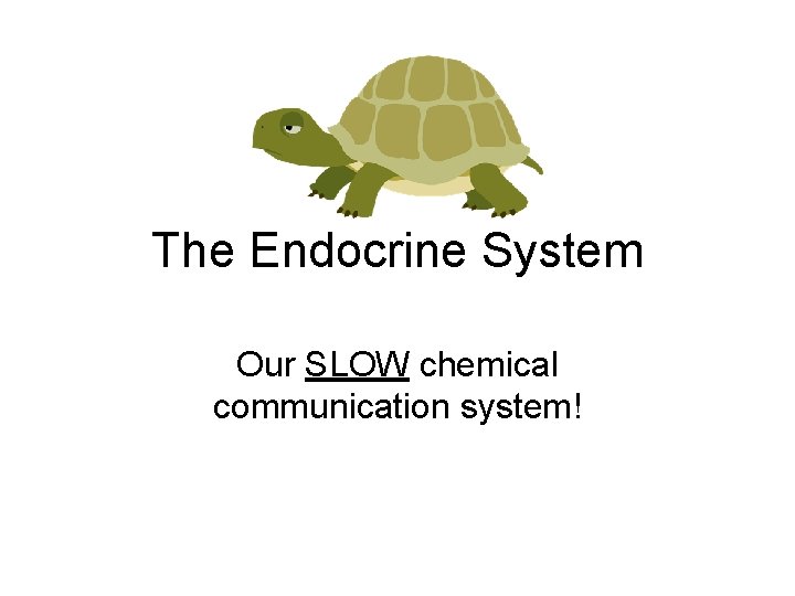 The Endocrine System Our SLOW chemical communication system! 