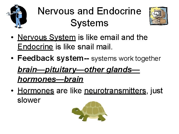 Nervous and Endocrine Systems • Nervous System is like email and the Endocrine is