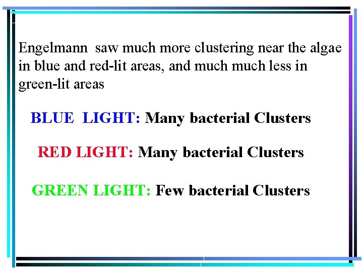 Engelmann saw much more clustering near the algae in blue and red-lit areas, and