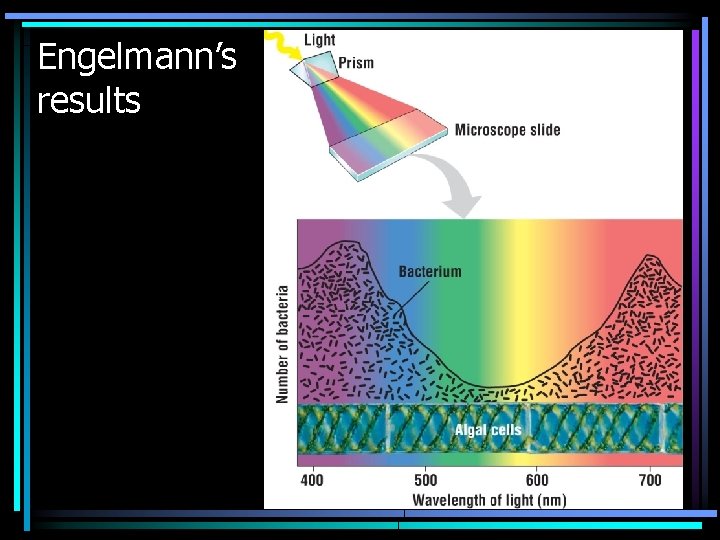 Engelmann’s results 