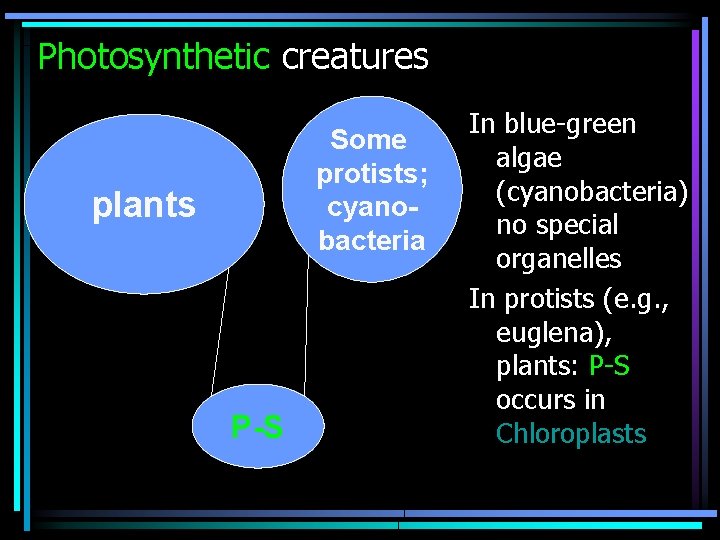 Photosynthetic creatures Some protists; cyanobacteria plants P-S In blue-green algae (cyanobacteria) no special organelles