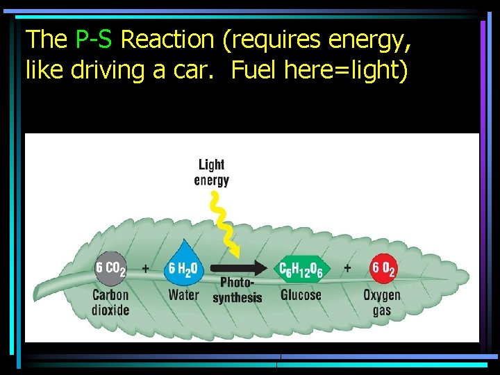 The P-S Reaction (requires energy, like driving a car. Fuel here=light) 