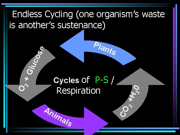 Pla nts An im als 2 2 Respiration +H 20 Cycles of P-S /