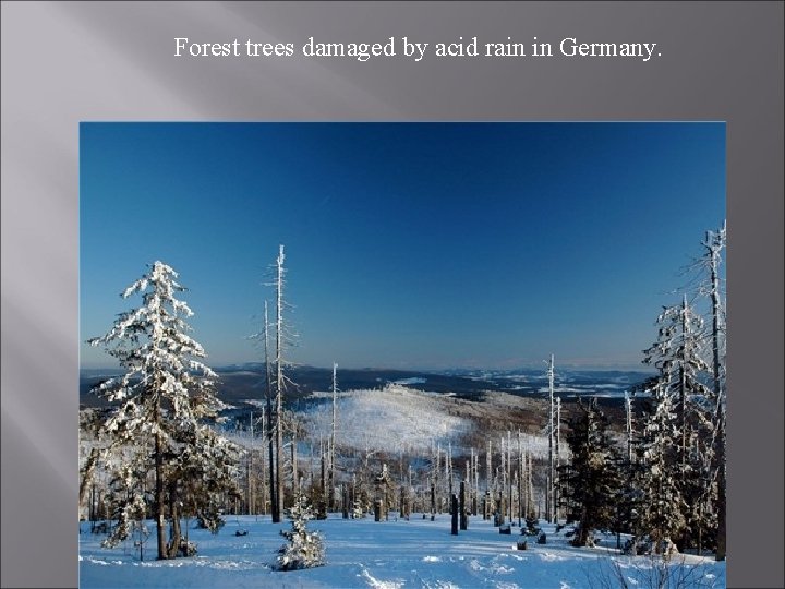  Forest trees damaged by acid rain in Germany. 