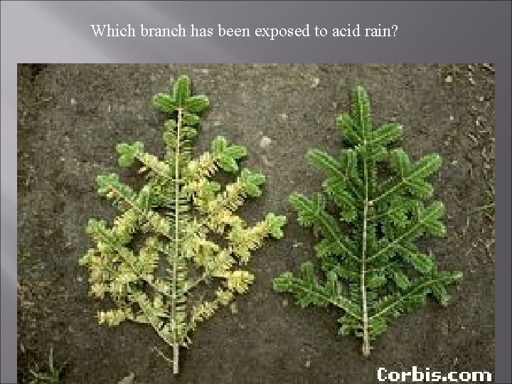 Which branch has been exposed to acid rain? 