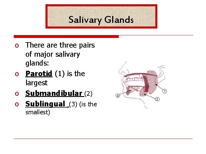 Salivary Glands o There are three pairs of major salivary glands: o Parotid (1)