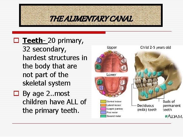 THE ALIMENTARY CANAL o Teeth- 20 primary, 32 secondary, hardest structures in the body
