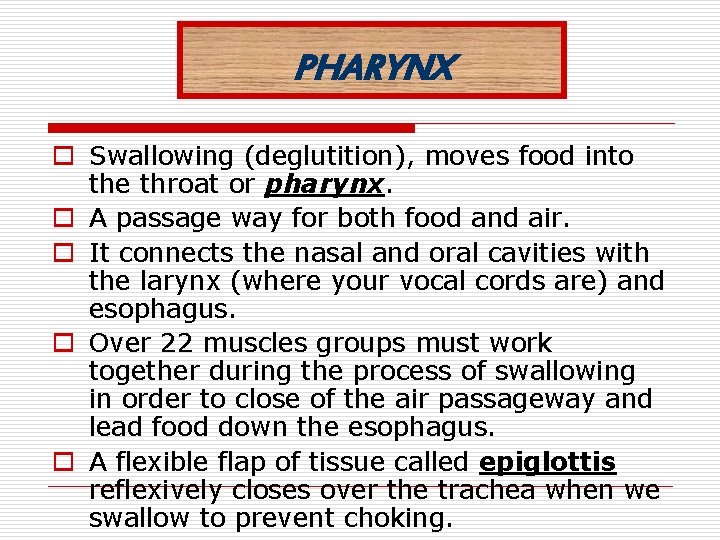 PHARYNX o Swallowing (deglutition), moves food into the throat or pharynx. o A passage