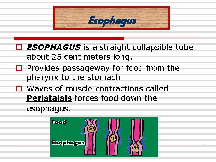 Esophagus o ESOPHAGUS is a straight collapsible tube about 25 centimeters long. o Provides