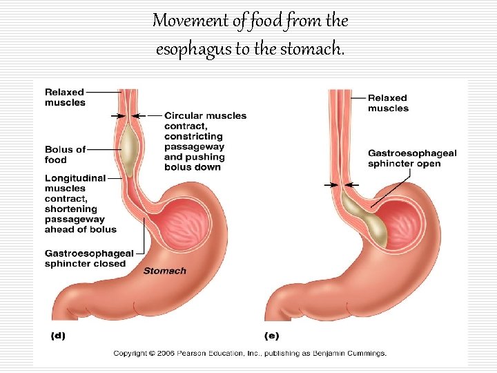 Movement of food from the esophagus to the stomach. 
