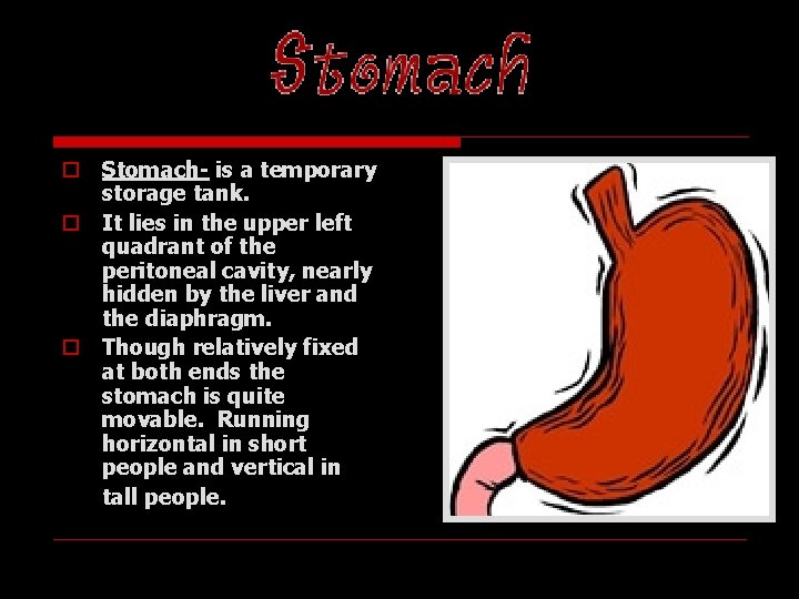 STOMACH o Stomach- is a temporary storage tank. o It lies in the upper