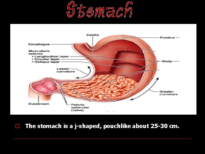 STOMACH o The stomach is a j-shaped, pouchlike about 25 -30 cm. 