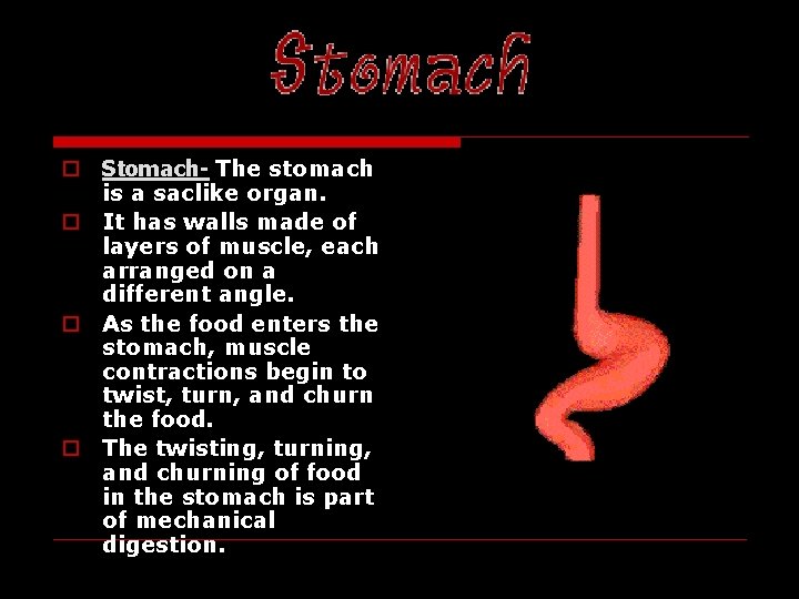 STOMACH o Stomach- The stomach is a saclike organ. o It has walls made