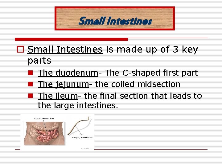 Small Intestines o Small Intestines is made up of 3 key parts n The
